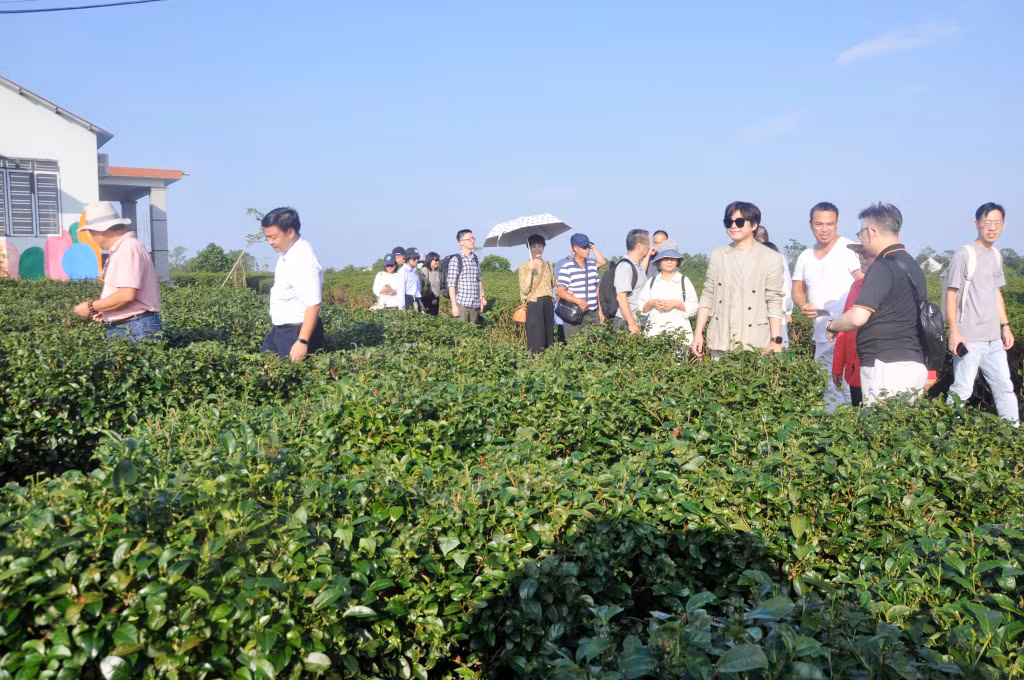 Khách nước ngoài đến khảo sát, tham quan đồi chè canh tác theo hướng hữu cơ của Công ty TNHH Đầu tư xây dựng và thương mại Việt Tú tại xã Quảng Long.