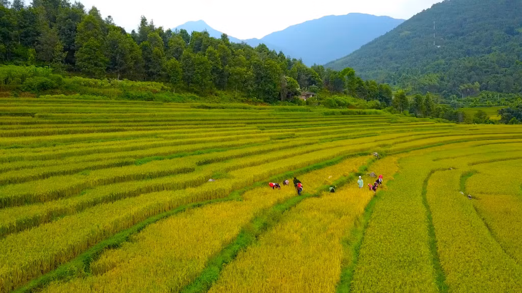 Ruộng bậc thang là cảnh quan đặc sắc tại khu vực miền Đông của tỉnh Quảng Ninh. Ảnh: Ruộng bậc thang tại xã Đồng Văn, huyện Bình Liêu