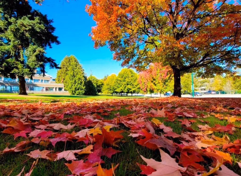 Thời gian này, Vancouver đang bước vào giai đoạn đẹp nhất của mùa Thu. Ảnh: Tony Euro