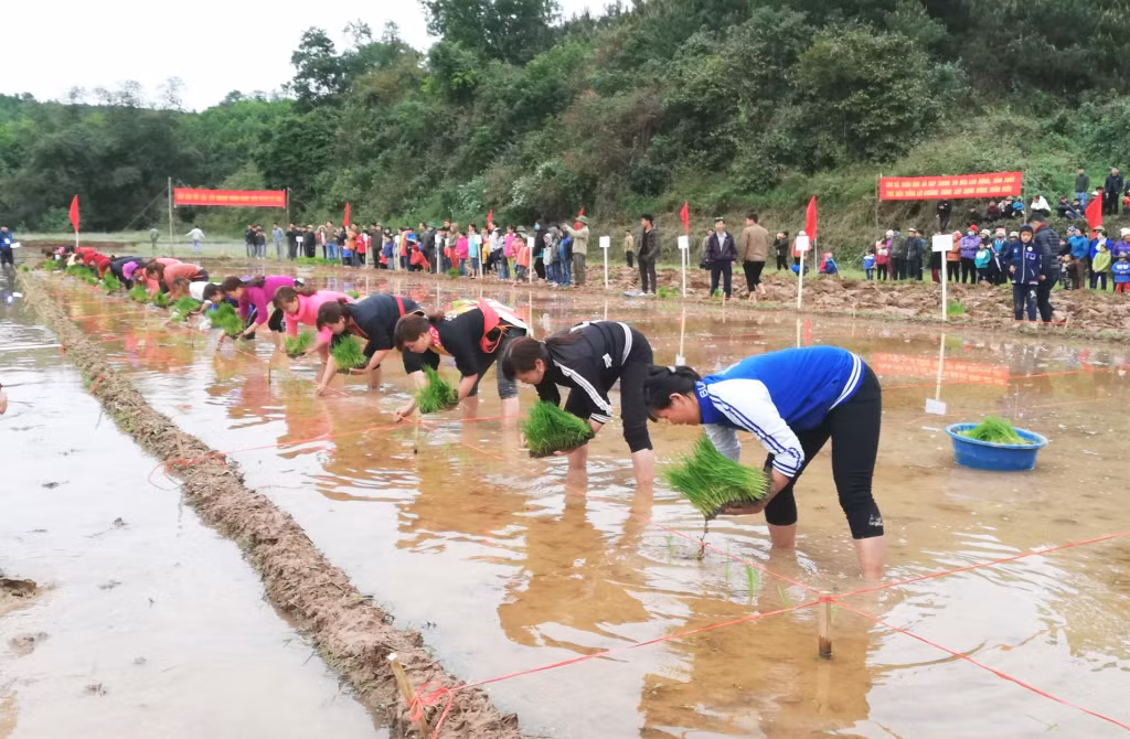 Thi cấy trong hội lồng tồng.