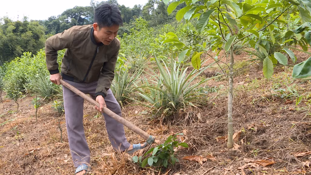 Anh Đặng A Năm (thôn Tàu Tiên, xã Đồn Đạc, huyện Ba Chẽ) mạnh dạn vay vốn để thực hiện mô hình trồng cây gỗ lớn và cây dược liệu.