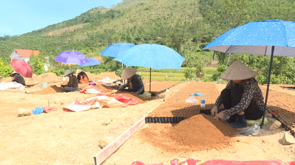 Cùng với việc khắc phục thiệt hại rừng, người dân chủ động ươm cây giống để chuẩn bị trồng rừng vụ mới.