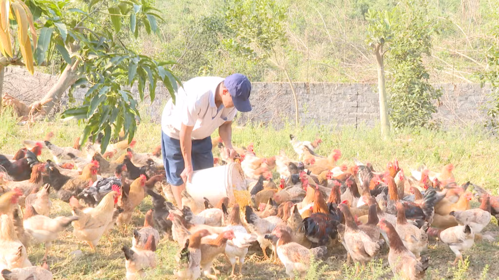 Anh Trương Văn Lường, khu Miếu Thán - Đồng Bống, phường Vàng Danh, TP Uông Bí thực hiện tái đàn đảm bảo đúng quy trình, kỹ thuật.