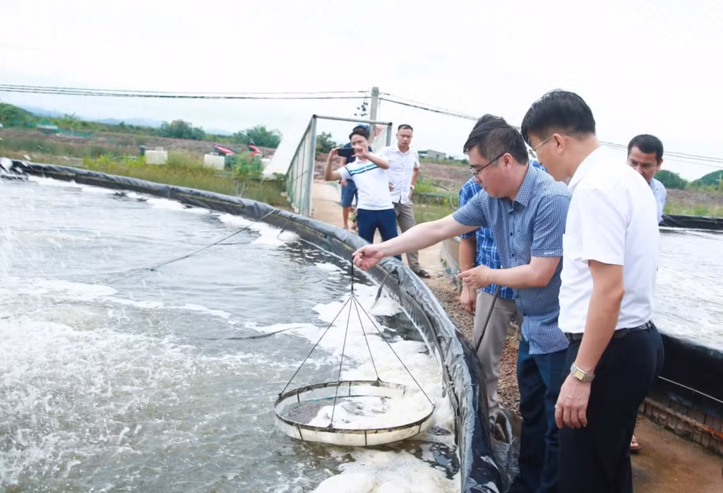 Lãnh đạo huyện Tiên Yên kiểm tra công tác phòng chống dịch bệnh tại các ao tôm của người dân.