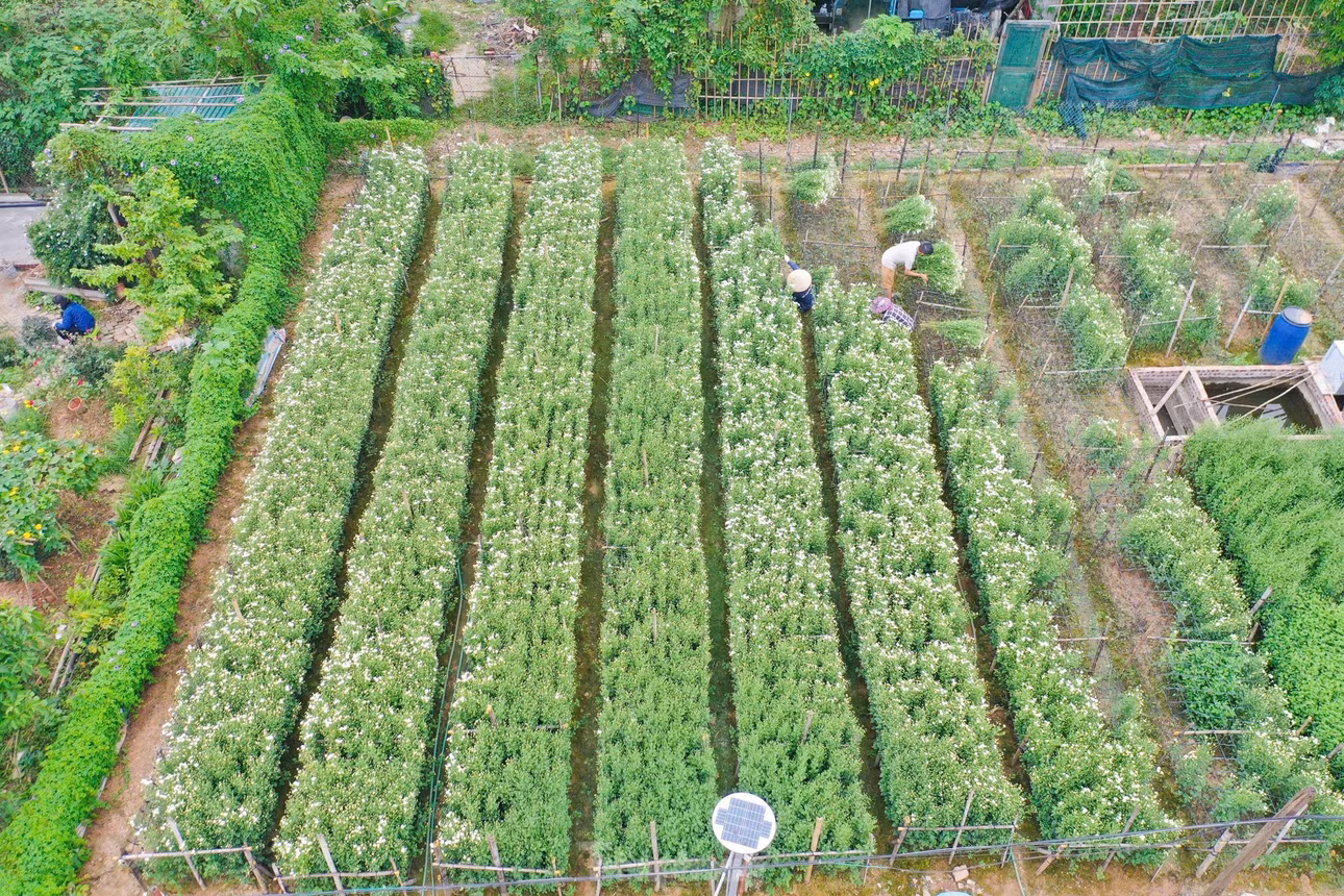 Năm nay, những hộ trồng cúc họa mi ở Hà Nội chịu thiệt hại nặng nề do cơn bão yagi gây ra hồi tháng 9. Tại làng Nhật Tân, Phú Thượng còn sót lại diện tích ít ỏi hoa cúc họa mi - loài hoa báo hiệu mùa đông đang về.