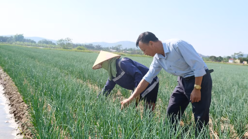 Phường Thủy An sẽ chuyển đổi cơ cấu cây trồng mang lại hiệu quả kinh tế cao.