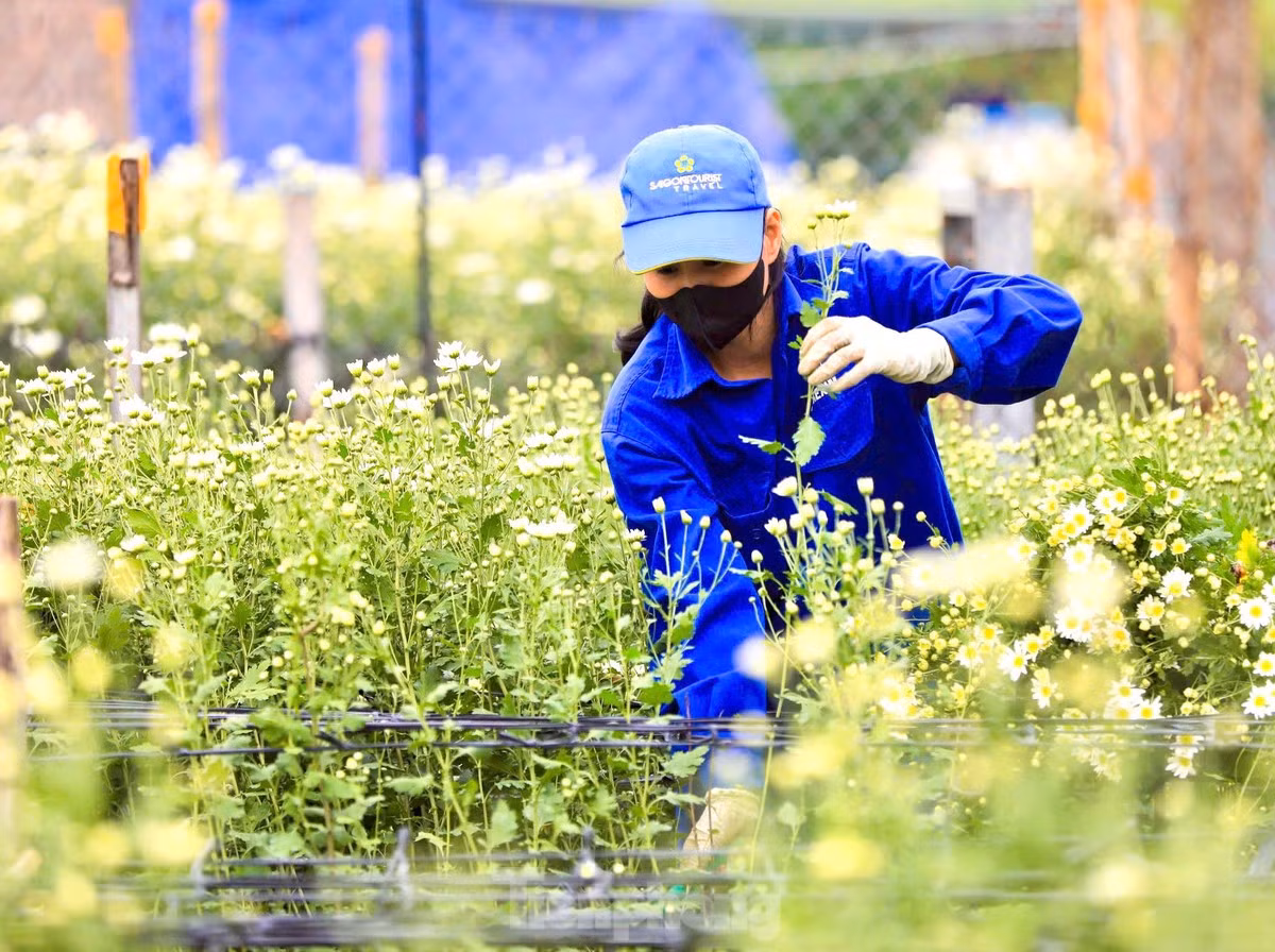 Để cây ra nụ sớm, gia đình chị Hải dùng phương pháp ủ bằng túi nilon, buổi chiều phủ kín hoa, tối lại bỏ ra. Công việc làm thủ công liên tục từ 30-45 ngày.