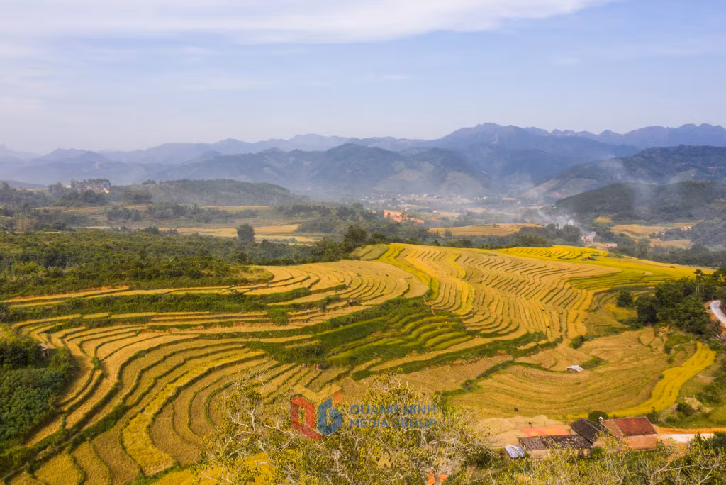 Sóng lúa, anh giang, bình liêu