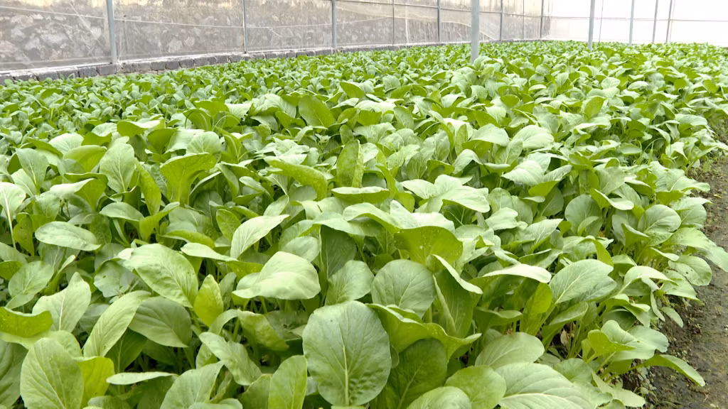Rau an toàn trồng trong nhà lưới theo phương pháp hữu cơ tại Green Việt Long, phường Cộng Hoà, TX Quảng Yên.