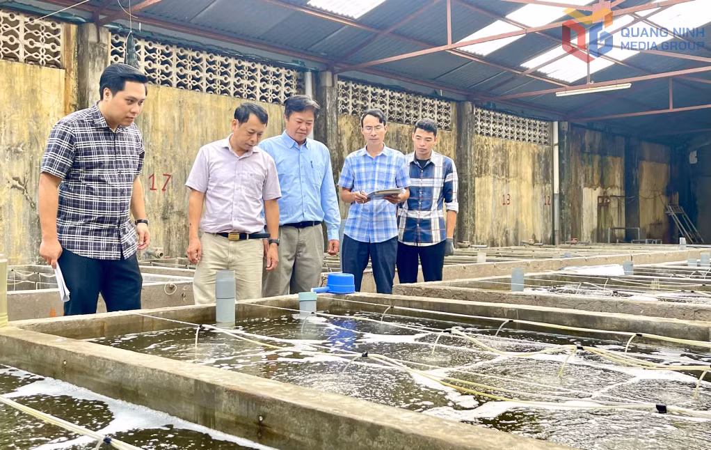 Đoàn công tác Sở KH&amp;CN kiểm tra tiến độ nhiệm vụ hoàn thiện công nghệ sản xuất giống và nuôi thương phẩm sá sùng quy mô hàng hóa tại Trung tâm Nghiên cứu, Tư vấn và Dịch vụ Thủy sản nước mặn, lợ Quảng Ninh.