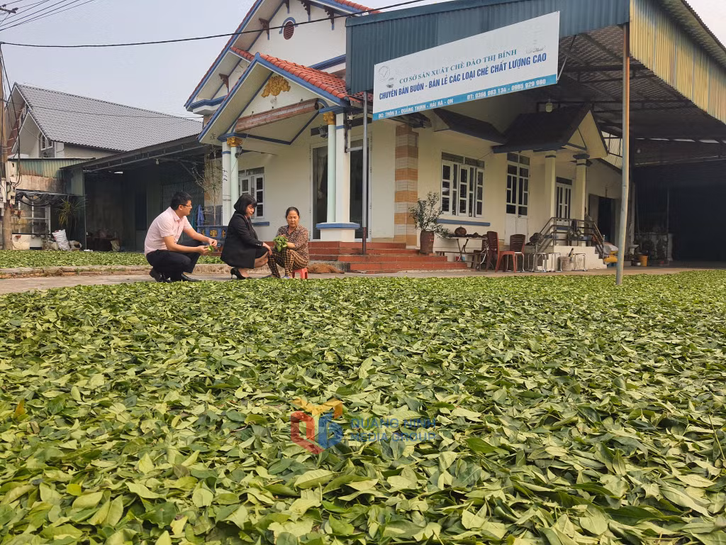 Bà con xã Đường Hoa phơi sấy trà theo hướng hữu cơ.