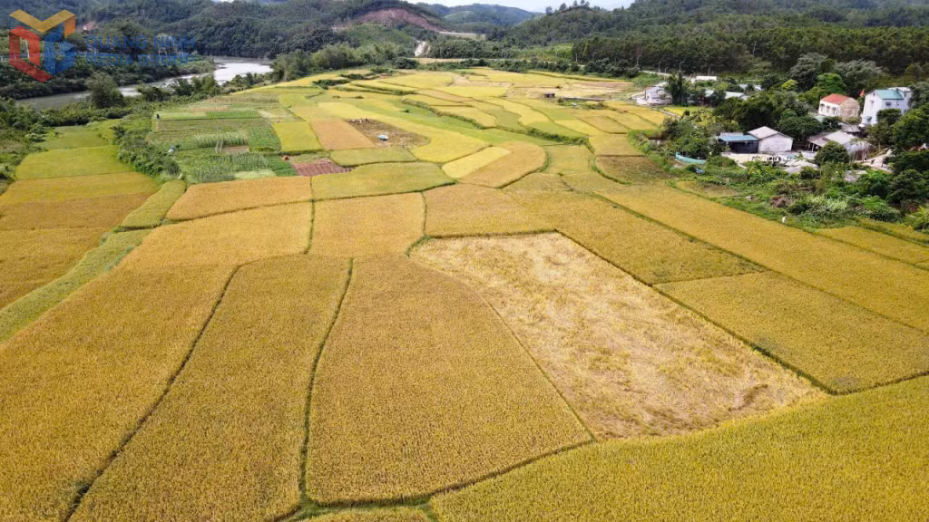 Vào ngày mùa, Hải Sơn cũng là một điểm du lịch hấp dẫn với những cánh đồng lúa vàng