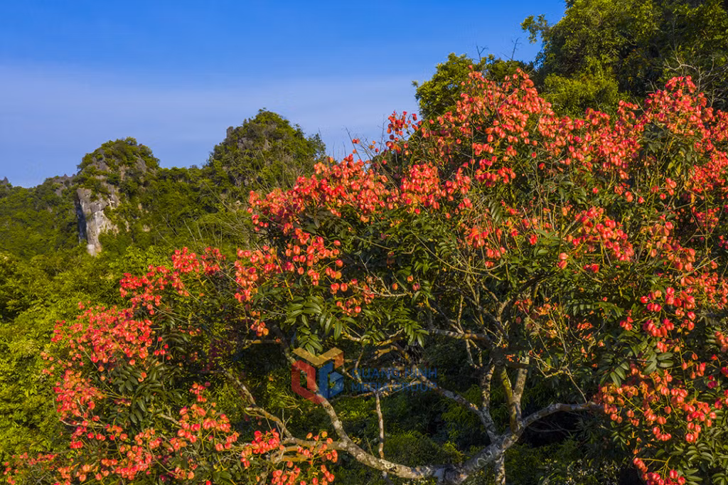 Sắc hoa Bông Mộc