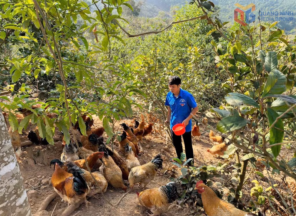 Mô hình nuôi gà dược liệu dưới tán trà hoa vàng của anh Đàm Văn Triệu (xã Ba Chẽ) đem lại hiệu quả kinh tế cao.