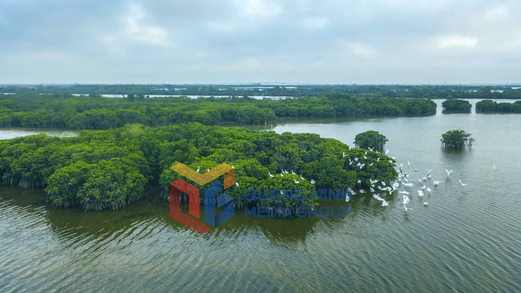 Rừng ngập mặn là nơi cư trú của nhiều loài chim, trong đó có các đàn cò trắng bay lượn giữa trời chiều yên ả (8-2025). Ảnh: Đỗ Giang