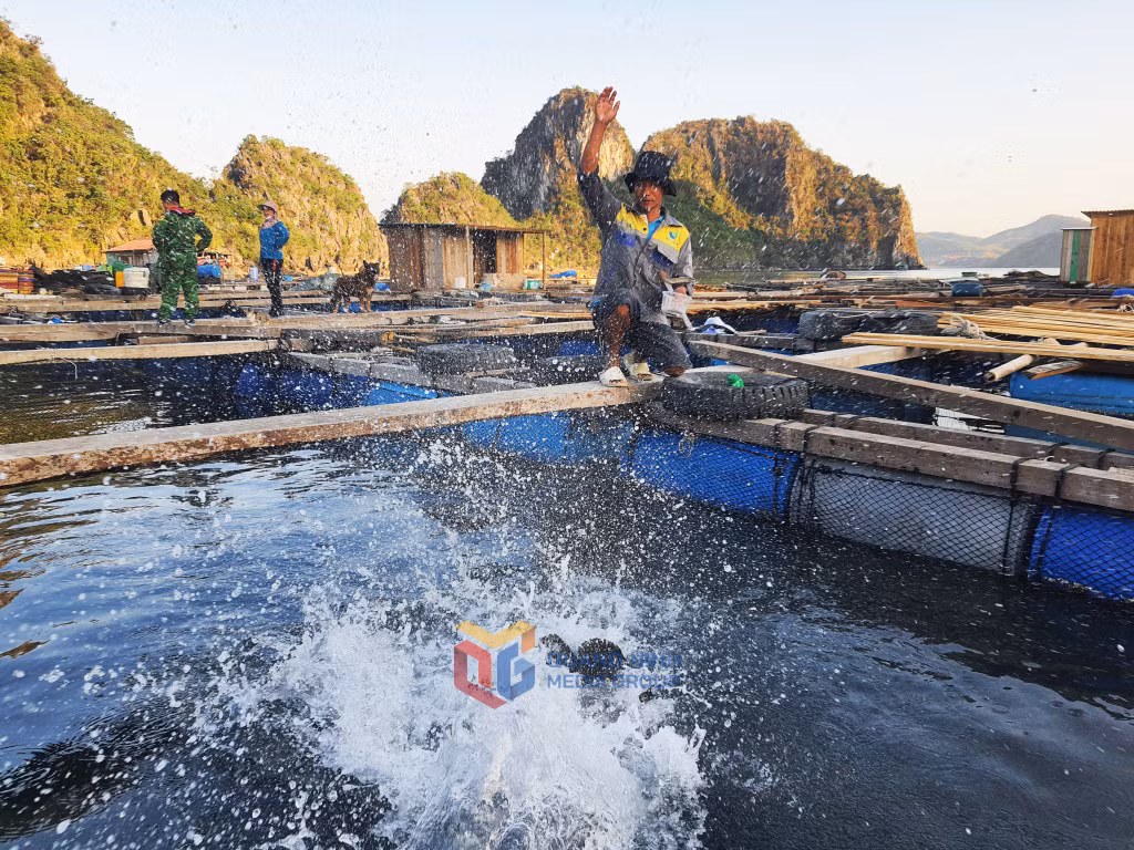 Ngư dân Quảng Ninh nuôi cá lồng bè tại vùng biển Cẩm Phả. Ảnh: Việt Hoa