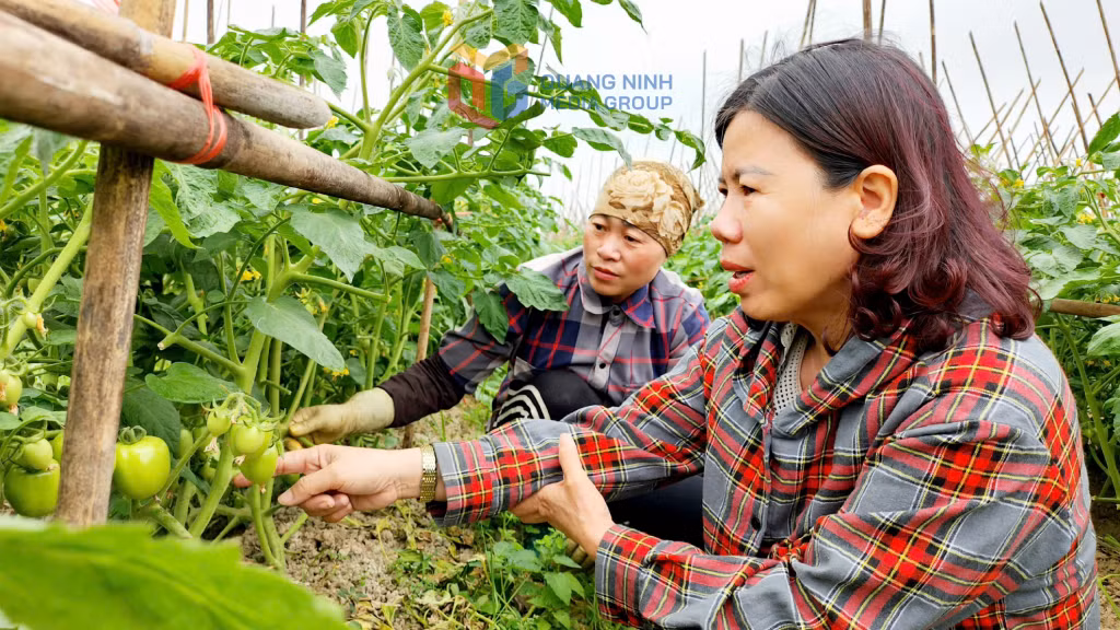 Xã viên HTX dịch vụ nông nghiệp chất lượng cao Hoa Phong (phường Đông Triều) chăm sóc cây trồng.
