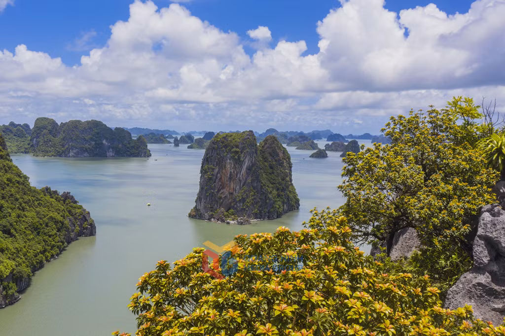 Hoa, đá và nước