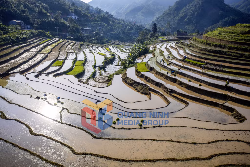 Cánh đồng thôn Khe Ngàn trong nắng sớm (8-2025). Ảnh: Dương Phượng Đại (CTV)