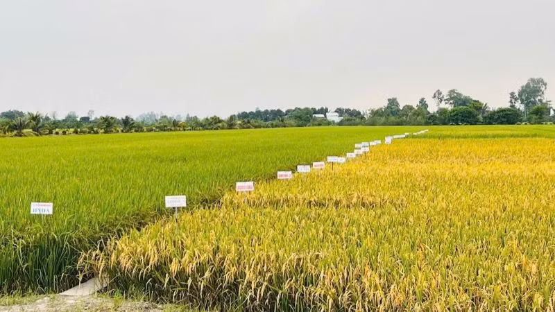 Sản xuất nông nghiệp tháng 7/2025 và 7 tháng năm 2025 duy trì đà ổn định. (Ảnh: HNV)