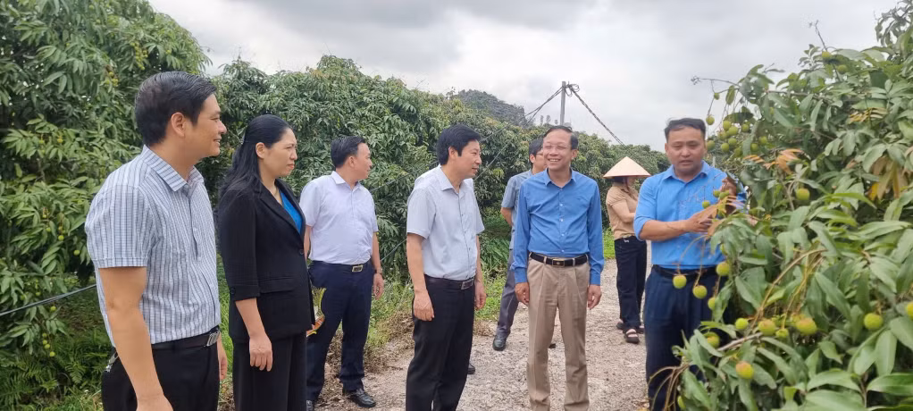 Lãnh đạo HND tỉnh thăm mô hình vải chín sớm Phương Nam. Ảnh HND tỉnh cung cấp