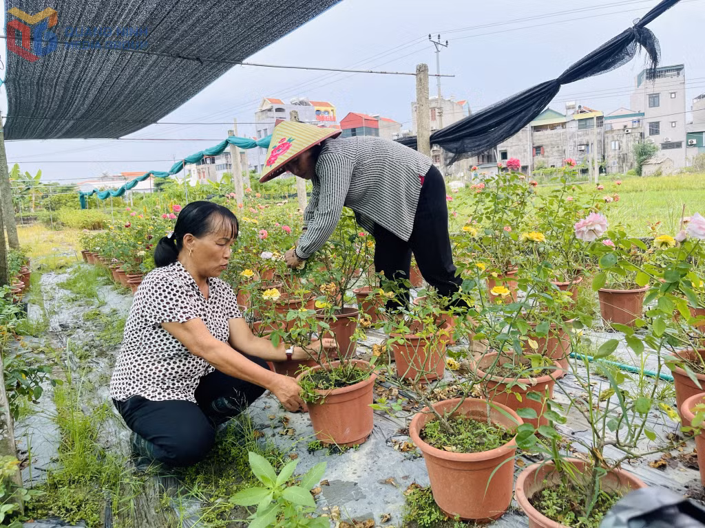 Hoạt động trồng, chăm sóc hoa của xã viên HTX Rau hoa Đồng Chè (phường Hoành Bồ).