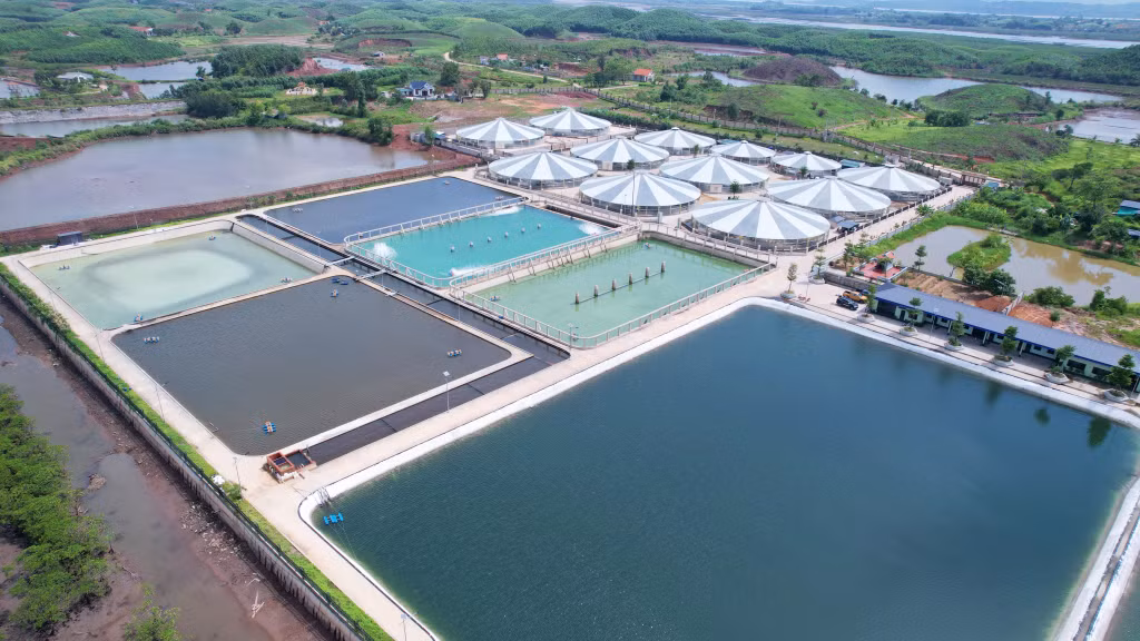 HTX Nuôi tôm công nghệ cao Cẩm Phả (9-2025). Ảnh: Nguyễn Hoa