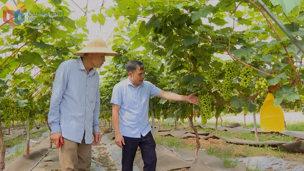Mô hình trồng nho sữa Hàn Quốc của hộ ông Ngô Đức Trí (thôn Bãi Dài, phường An Sinh) cho thu nhập gần 10 tấn-năm. Ảnh Hải Hà