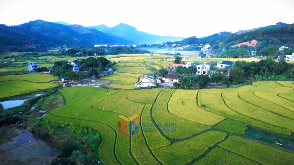 Diện mạo xã Hoành Mô mùa lúa chín. Ảnh: Đào Linh