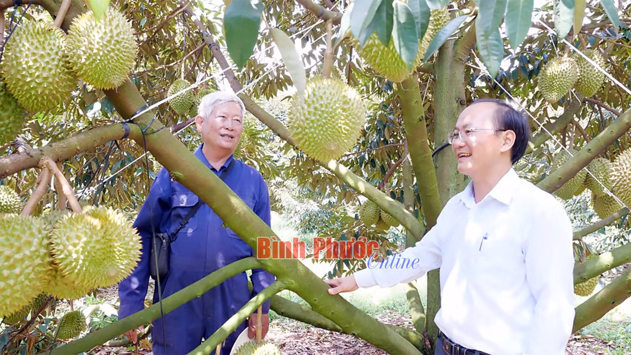 Ngành nông nghiệp tích cực hỗ trợ người dân xây dựng mã số vùng trồng và cơ sở đóng gói đã giúp cho chuỗi ngành hàng sầu riêng, chuối trong năm 2023 tăng trưởng cao nhất so với các loại cây trồng khác với mức 19,2%