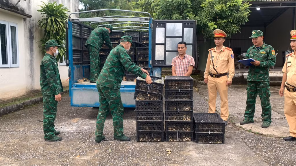 Một vụ vận chuyển trái phép gia cầm không rõ nguồn gốc, xuất xứ được lực lượng chức năng TP Móng Cái phát hiện, xử lý.
