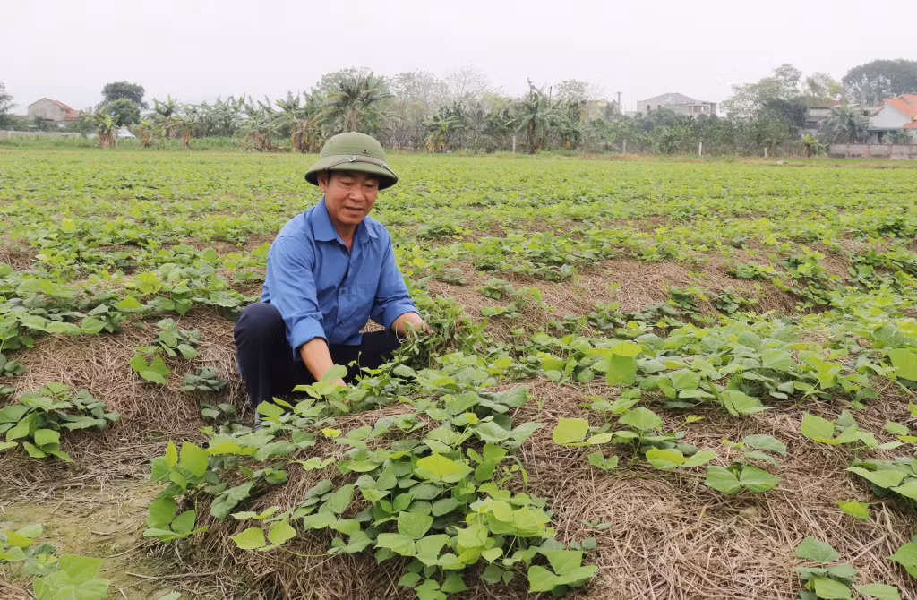 Ông Đỗ Văn Cẩn, thôn Phúc Đa, xã Tân Việt, TX Đông Triều đi đầu trong thực hiện chủ trương dồn điền đổi thửa và đã thành công với cây trồng củ đậu.&nbsp;