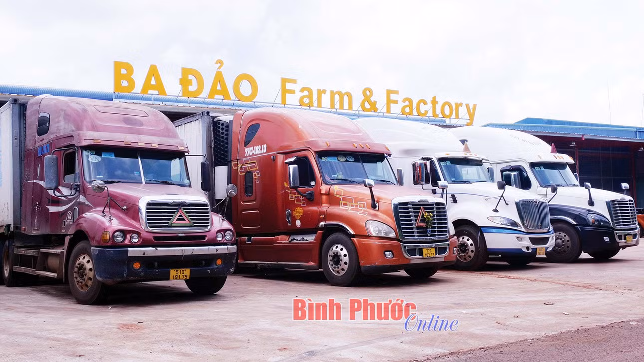 Những chuyến container đầu tiên lăn bánh từ thôn Bàu Nghé, xã Phước Tín, thị xã Phước Long, tỉnh Bình Phước mang thương hiệu sầu riêng Ba Đảo xuất khẩu chính ngạch sang thị trường Trung Quốc