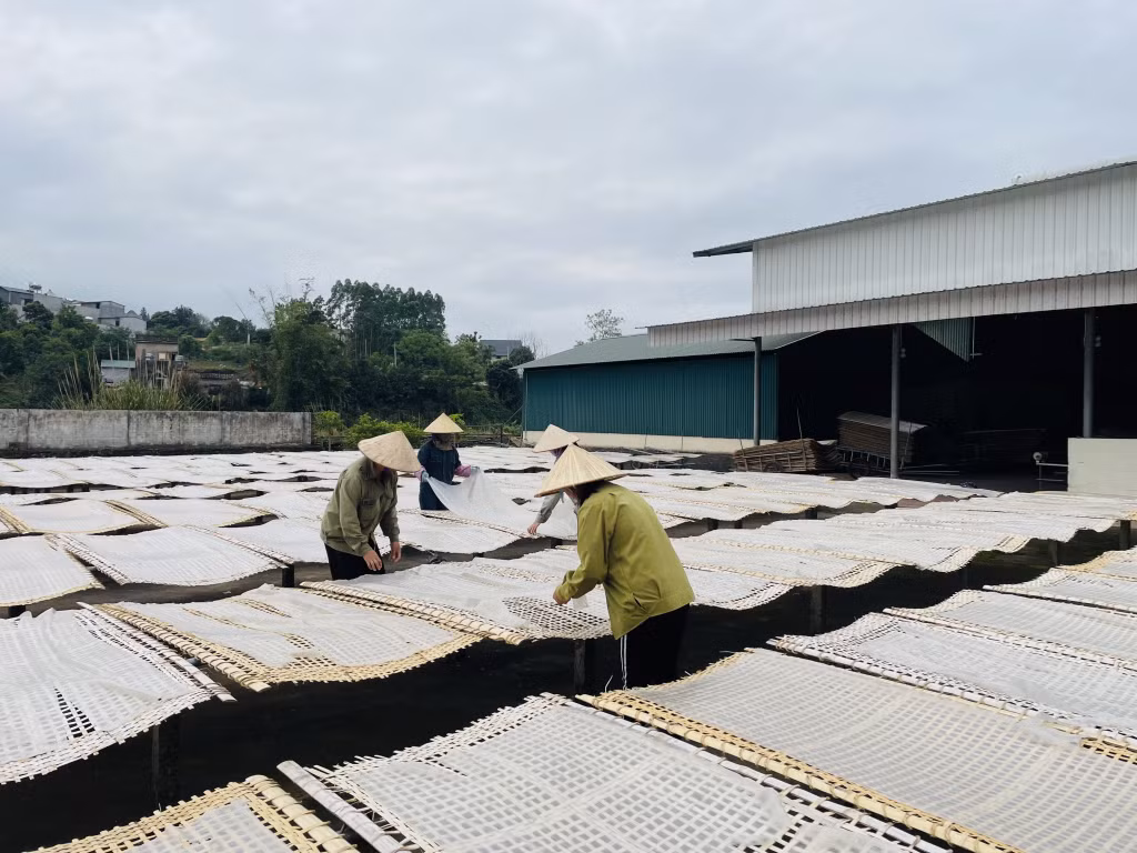 Sản xuất miến dong tại Công ty CP Thương mại và Dịch vụ Bình Liêu.