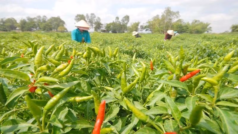 Ớt là mặt hàng gia vị duy nhất có kim ngạch xuất khẩu tăng trong 3 tháng đầu năm 2024.