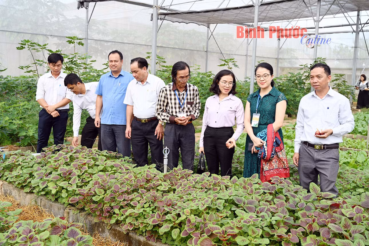 Lãnh đạo UBND huyện Hớn Quản và Giám đốc Liên minh hợp tác xã tỉnh Bình Phước tham quan nông trại hữu cơ Việt Hà ở ấp 2, xã An Khương, huyện Hớn Quản