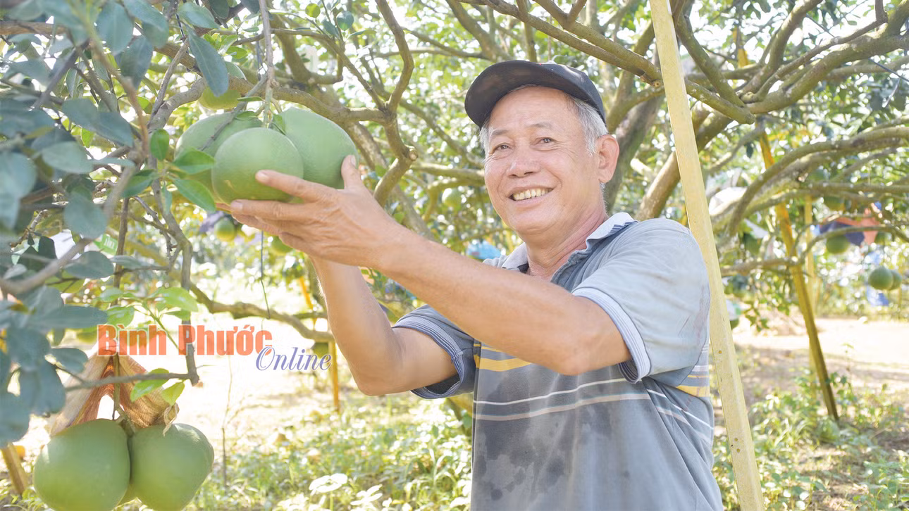 Ông Nguyễn Minh Hùng là một trong những người trồng bưởi thành công nhất cù lao Bạch Đằng