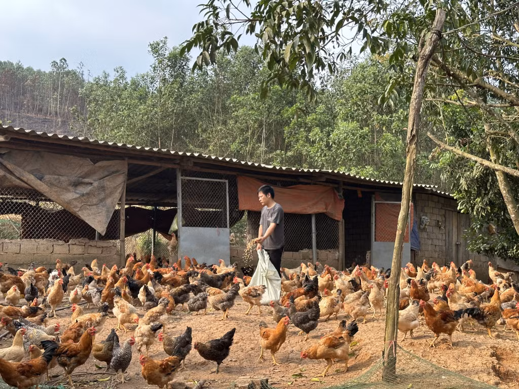 Mô hình chăn nuôi gà theo phương thức chăn thả tự nhiên kết hợp bổ sung thảo dược trong thức ăn của gia đình anh Bế Văn Lỵ, thôn Hồng Phong, xã Phong Dụ có đầu ra bền vững.