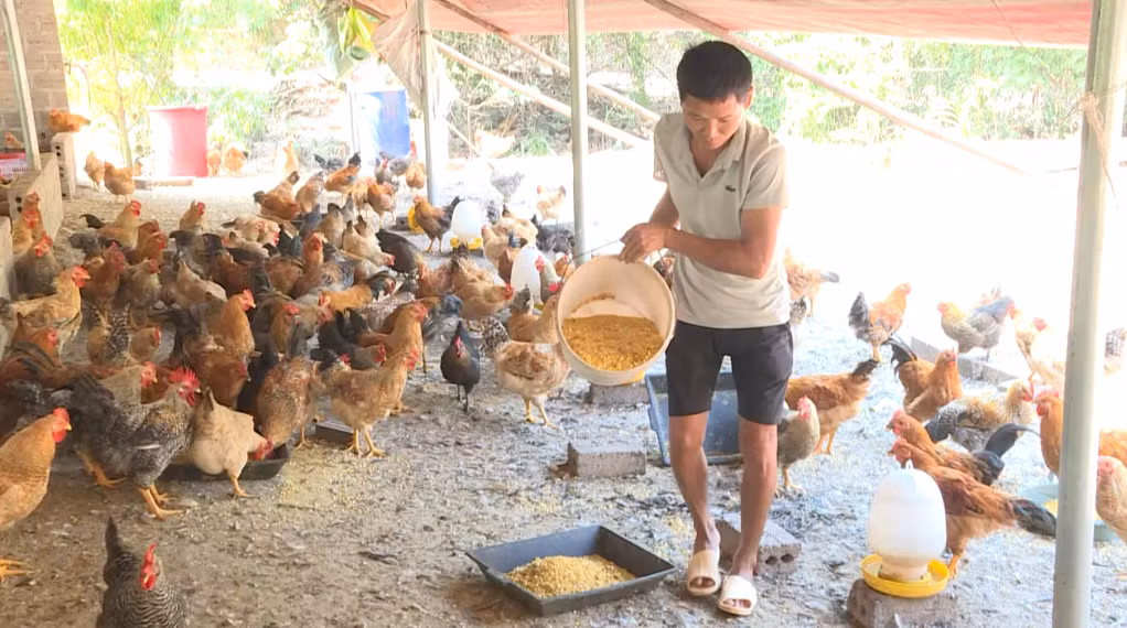Gà Tiên Yên được xác định là sản phẩm chủ lực của địa phương.