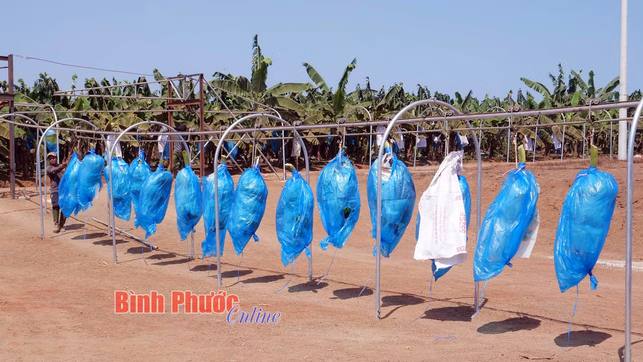 Sản phẩm chuối tại xã Thiện Hưng, huyện Bù Đốp được đầu tư, chăm sóc theo dây chuyền công nghệ tự động hiện đại từ vườn cây đến nhà máy chế biến để xuất khẩu sang thị trường Nhật