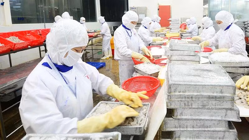 Chế biến thủy sản xuất khẩu ở Công ty cổ phần Thủy sản Cafatex (Hậu Giang). (Ảnh: TRẦN QUỐC)