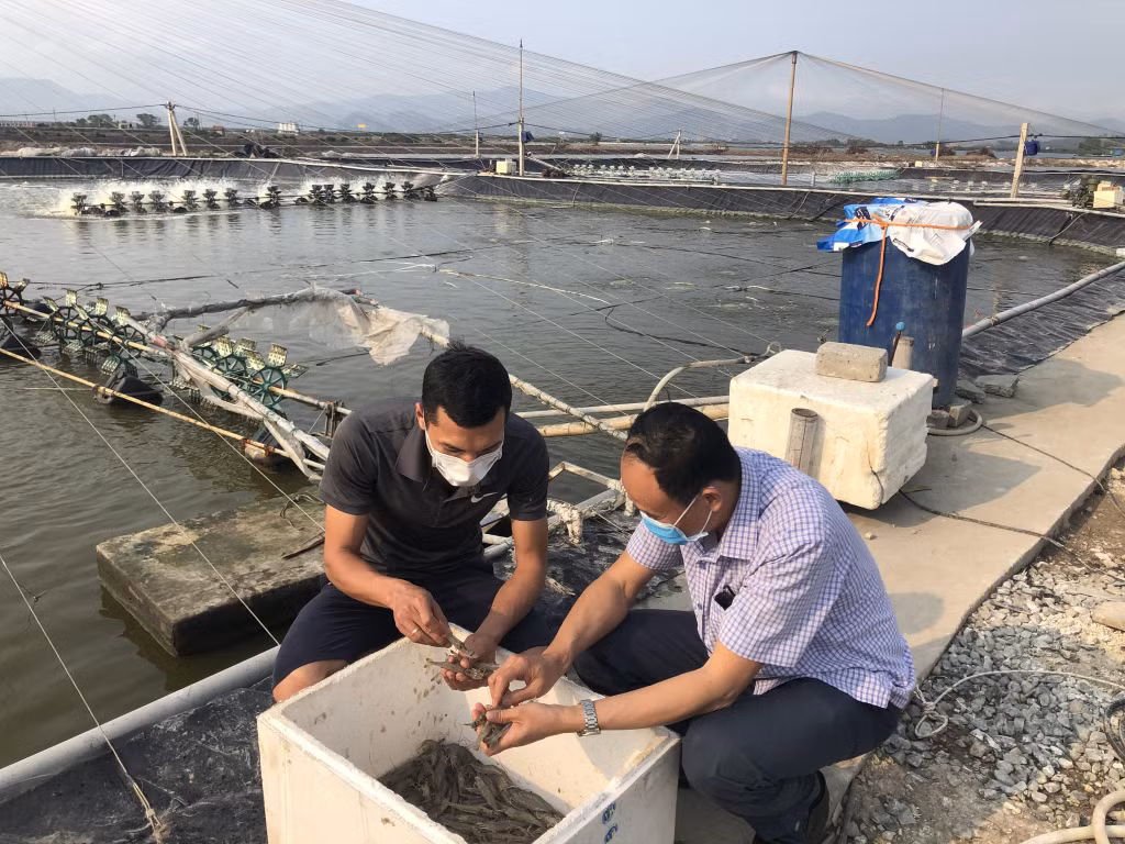 Nuôi tôm thẻ chân trắng tại phường Tân An (TX Quảng Yên).