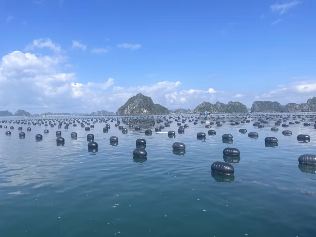 Phao xốp sử dụng NTTS đã được thay thế bằng phao nhựa HDPE hợp quy chuẩn kỹ thuật địa phương.