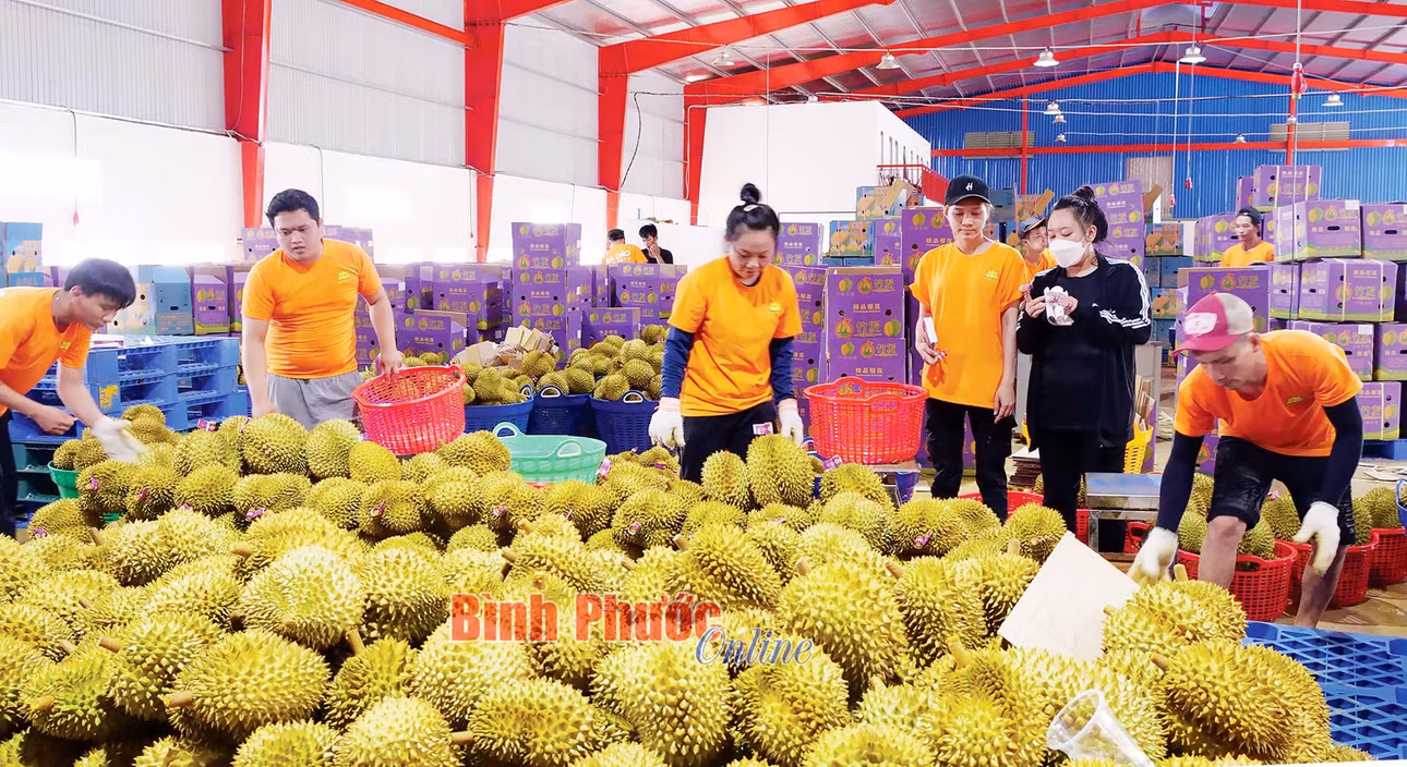 Công nhân phân loại, đóng gói sầu riêng trước khi xuất khẩu chính ngạch sang thị trường Trung Quốc