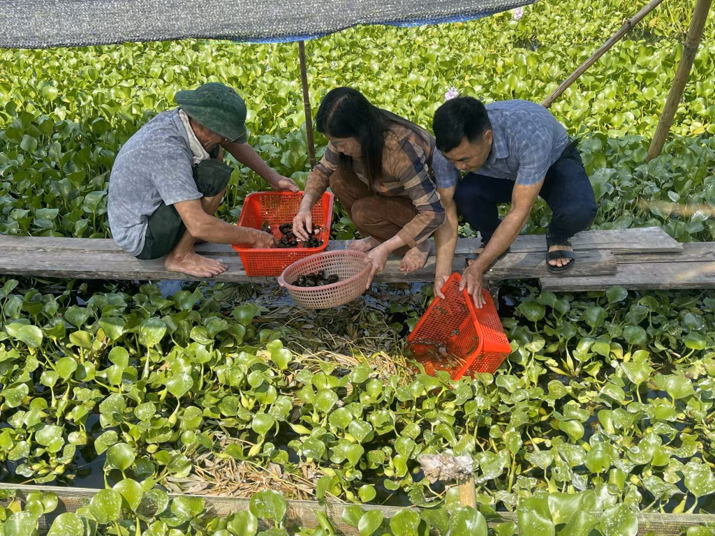 HND xã Quảng Thành, huyện Hải Hà đồng hành cùng hội viên, nông dân phát triển mô hình kinh tế, gia tăng thu nhập.
