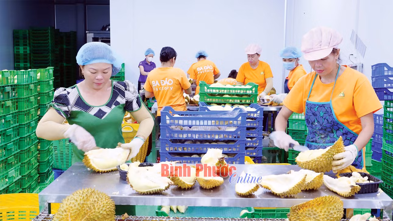 Không chỉ xuất khẩu chính ngạch trái tươi, Công ty TNHH MTV Ba Đảo còn tách múi sầu riêng, sau đó cấp đông để cung cấp cho thị trường trong và ngoài nước
