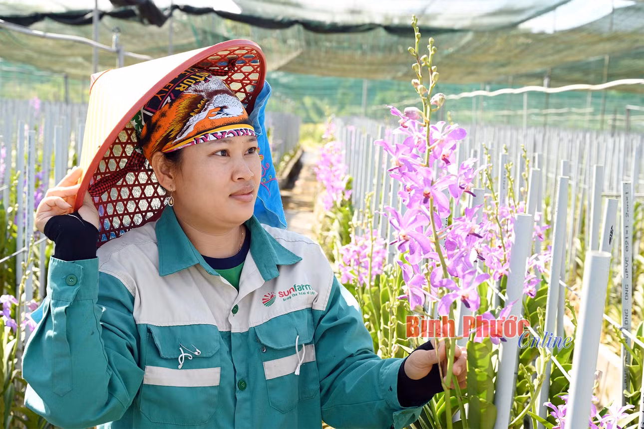 Công nhân HTX Nông nghiệp, sản xuất, thương mại, dịch vụ Thành Phương kiểm tra chất lượng hoa lan cắt cành được đầu tư theo mô hình liên kết chuỗi sản xuất và tiêu thụ
