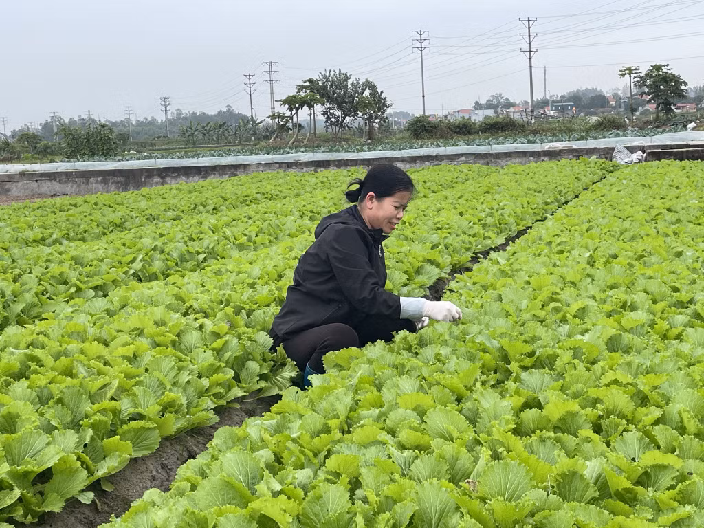 Cánh đồng rau an toàn ở phường Cộng Hòa, TX Quảng Yên.