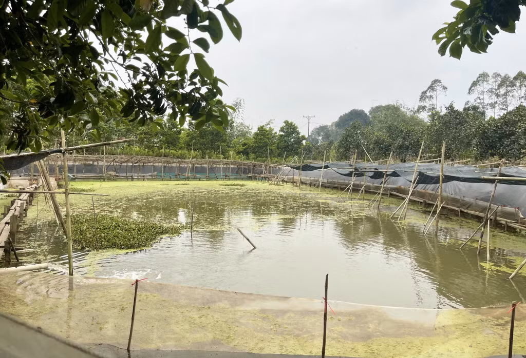 Ao nuôi rộng 1.500m2 được gia đình ông Mạc Văn Từng đầu tư kiên cố và chuẩn bị sẵn sàng cho triển khai thực hiện mô hình.