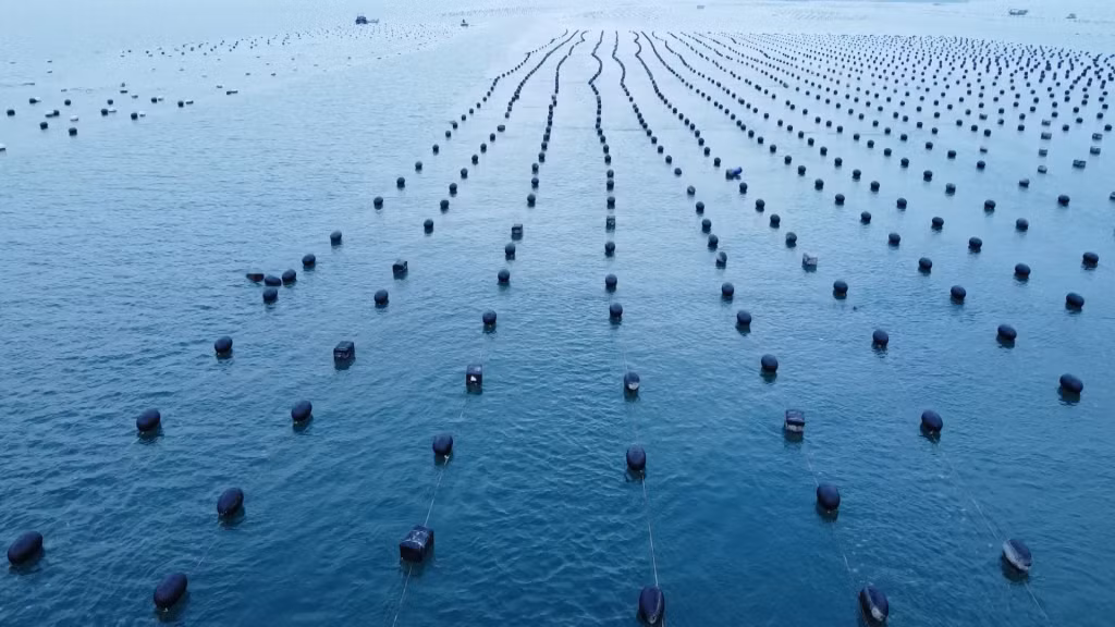 HTX Nuôi trồng thủy sản Vân Hải đang dần hoàn thiện hệ thống phao HDPE theo quy định.